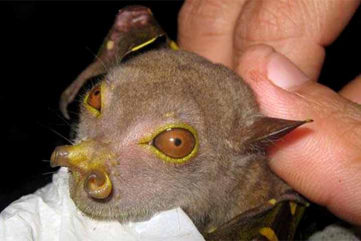 Morcego-nariz-de-tubo: Esse morcego documentado como nova espécie após expedições à Papua-Nova Guiné em 2009, ganhou destaque na internet. Como outros morcegos frugívoros, ele desempenha papel essencial no ecossistema, ajudando a espalhar sementes das frutas.