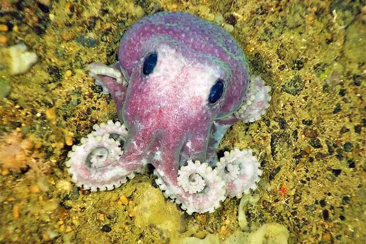 Polvo roxo: Esse polvo foi uma das 11 novas espécies descobertas durante uma expedição em julho de 2010 na costa atlântica do Canadá. A descoberta destacou a diversidade ainda pouco conhecida das águas profundas.