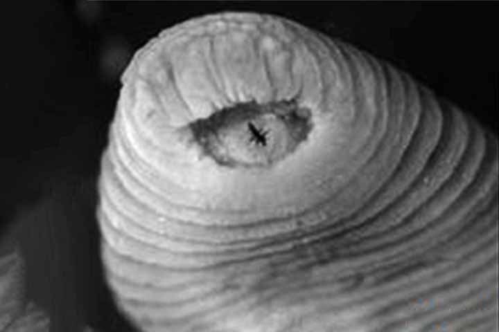 Sanguessuga T. rex: Descoberta na Amazônia peruana, pode chegar a três centímetros e possui dentes longos, semelhantes aos do dinossauro que inspira seu nome. A espécie foi listada entre as mais raras de 2010.