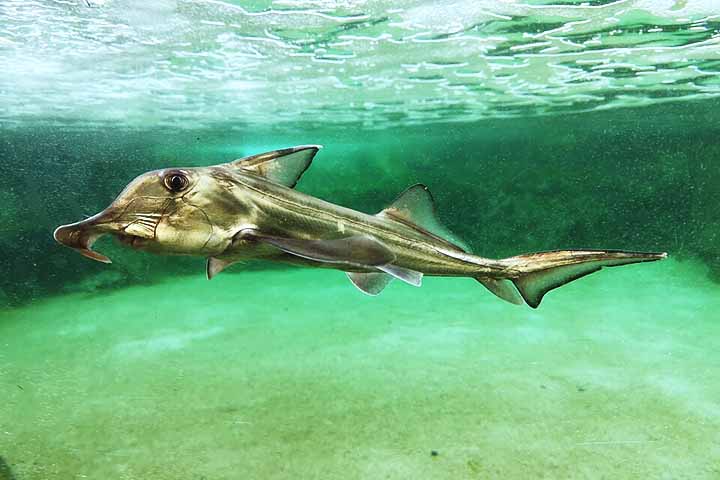 Peixe-elefante: Também chamado de quimera, esse peixe habita as águas profundas do Oceano Atlântico. Pode viver até 4 mil metros abaixo da superfície!