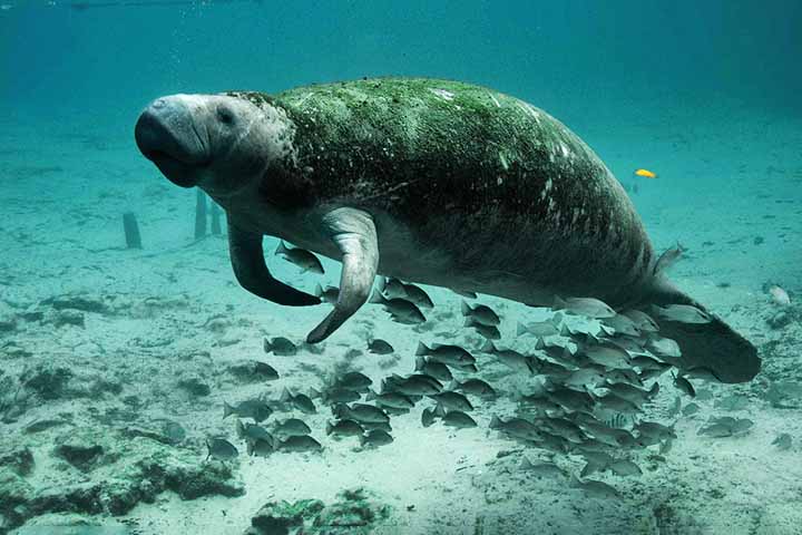 Peixe-boi: Reza a lenda que, ao chegar à costa da República Dominicana, em 1493, Cristóvão Colombo relatou ter visto sereias, mas com traços faciais masculinos. Será que era um peixe-boi?