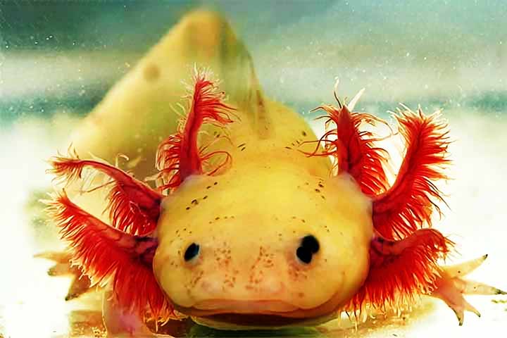 Axolote ou axolote mexicano: Endêmica de um local próximo à Cidade do México, essa salamandra vive permanentemente na água e está criticamente ameaçado de extinção por perda de habitat, espécies invasoras, poluição e consumo humano.