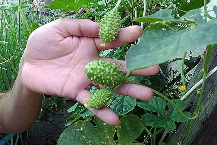 Nesse sentido, o maxixe é fonte notável de vitamina C, um antioxidante vital que ajuda a fortalecer o sistema imunológico e a proteger o corpo contra infecções. 