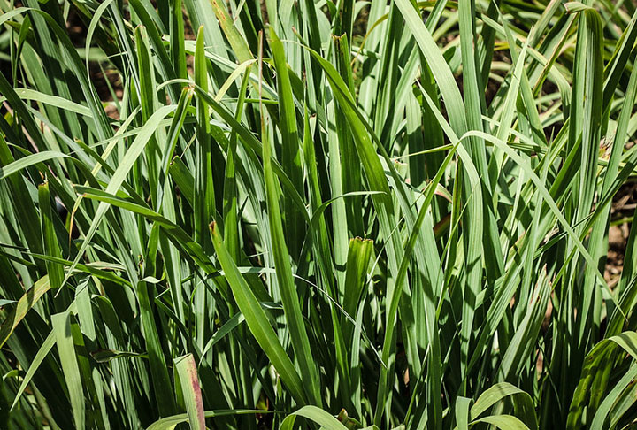 Uma solução com aroma mais agradável e também eficiente é o capim-limão. A melhor orientação é comprar folhas frescas da erva, fazer sachês e colocá-los nos armários, inclusive nas gavetas. 