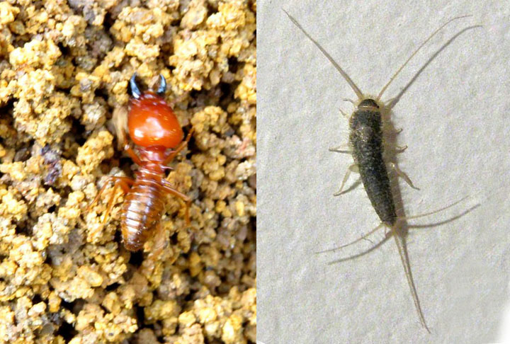 A traça tem semelhança com o cupim. Ambos preferem se instalar em locais escuros. 