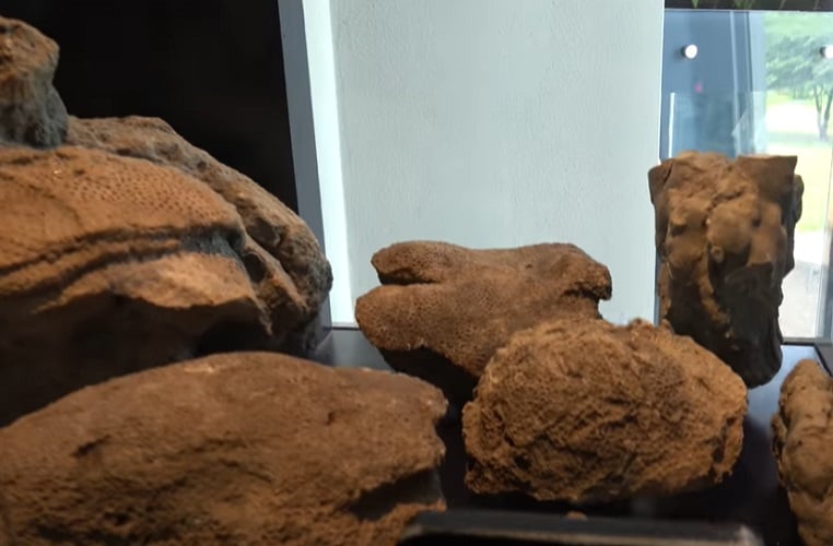 Falando nele, o Biomuseu, projetado pelo famoso arquiteto Frank Gehry, é dedicado à biodiversidade do Panamá e à sua importância ecológica.