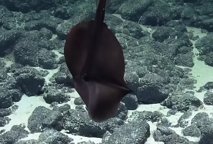 Enguia-gulper (Eurypharynx pelecanoides): Possui uma boca enorme e elástica, que lembra a de um pelicano. Pode engolir presas muito grandes e armazená-las para digestão lenta.