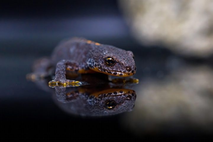 Poucas espécies são encontradas em regiões tropicais da América Central e do Sul; a maioria habita regiões da América do Norte, Europa e partes da Ásia.