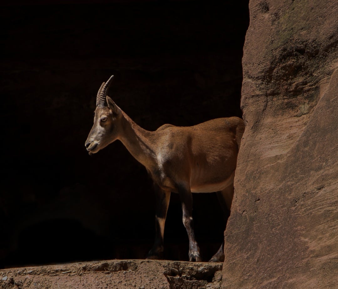 Segundo o Archaeology News, além de representar a vida e a fertilidade, o íbex também ocupava uma posição celestial. Afinal, nas tradições iranianas surgia ao lado de motivos solares e estelares, que representam, hoje em dia, o signo de Capricórnio.