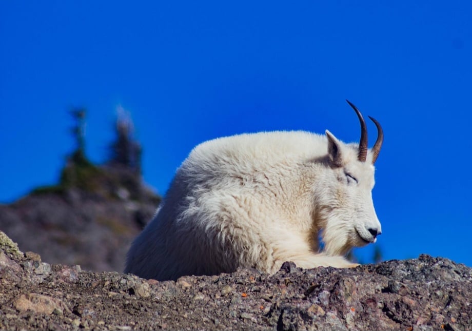 As cabras foram domesticadas a partir da cabra-selvagem (Capra aegagrus) no sudoeste asiático e sudeste europeu, há cerca de 10 mil anos. 