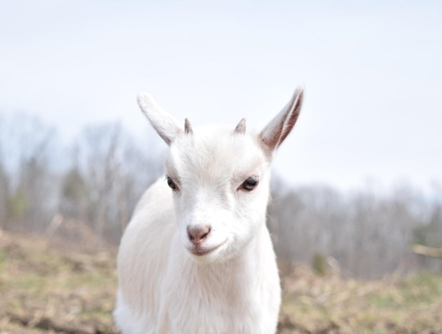 Já o cabrito é o filhote resultante do cruzamento entre a cabra e o bode. Pode ser um termo para o animal em si até os cerca de 7 meses de idade, ou para a sua carne, que é apreciada na alimentação.