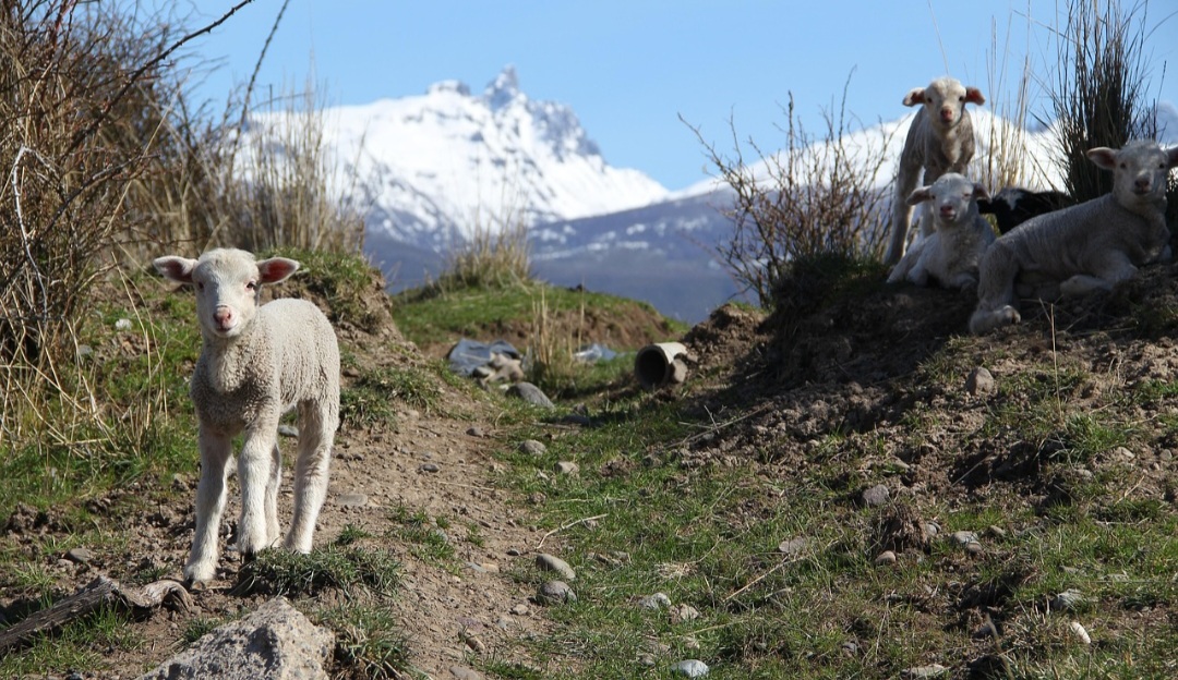 Esses animais podem ser infectados com várias doenças virais e bacterianas, como febre aftosa, artrite encefalite caprina, linfadenite caseosa, conjuntivite, mastite e pseudo-raiva.