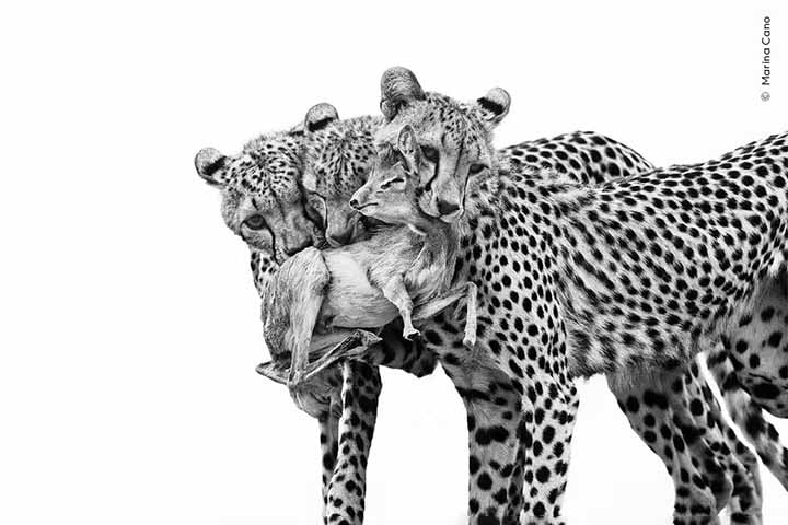 Foto de Marina Cano - No Quênia, na África, filhotes de gueparda caçam uma presa diante dos olhos da mãe.
