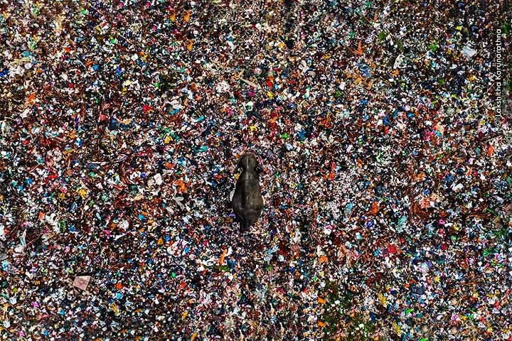 Foto de Lakshitha Karunarathna - Em um lixão a céu aberto em cidade do Sri Lanka, na Ásia, elefante-asiático se movimenta em meio a objetos descartados. 

