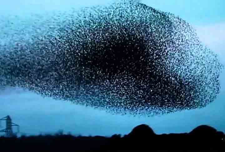 Tratam-se de vastos e coordenados movimentos em grupo que esses pássaros realizam no céu, criando padrões fluidos que parecem dançar no ar.