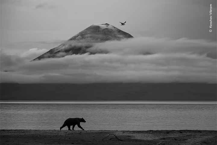Foto de Kesshav Vikram - Nas margens do Lago Kurile, na península de Kamchatka, no extremo leste da Rússia, um urso-pardo se movimenta. Ao fundo, o vulcão Ichinsky, um dos maiores da região, serve de cenário.
