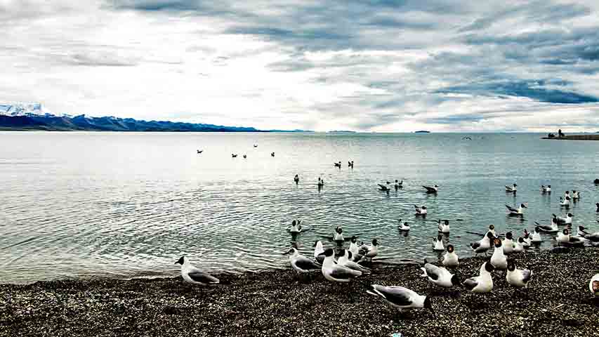 O Lago Qinghai (China) tem 4.317 km² e profundidade de até 32 m. Maior lago da China, suas águas alcalinas e a presença de ilhas abrigam aves migratórias, além de ser um importante destino de peregrinação tibetana.
