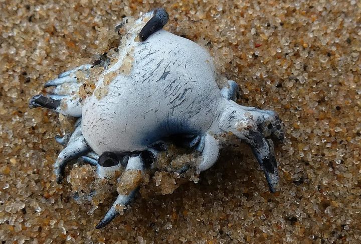 Além de flutuar livremente na superfície do mar graças a uma bolsa de ar em seu estômago, essa lesma apresenta uma simetria invertida, com o lado dorsal voltado para baixo.