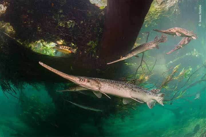 Foto de Isaac Szabo - No mar da Flórida, sul dos Estados Unidos, peixes-gar são alvos de predador durante a desova.
