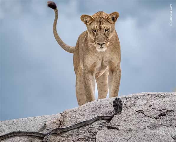 Foto de Gabriella Comi - No Parque Nacional do Serengeti, na Tanzânia, um leão observa uma cobra. 
