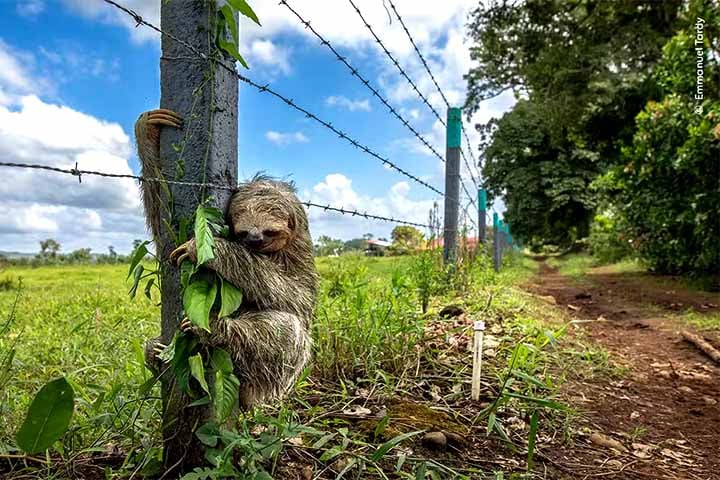 Foto de Emmanuel Tardy - Em uma região campestre da Costa Rica, na América Central, um exemplar de Preguiça-de-três-dedos se segura em um poste de arame farpado.