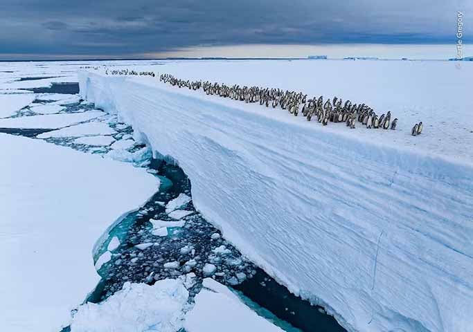 Foto de Bertie Gregory - Nos limites de uma plataforma de gelo na Antártida, centenas de filhotes de pinguim-imperador avançam em fila. 



