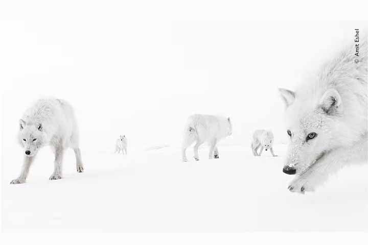Foto de Amit Eshel - Em uma ilha gelada localizada no norte do Canadá, um flagra bem próximo de uma matilha de lobo-árticos.
