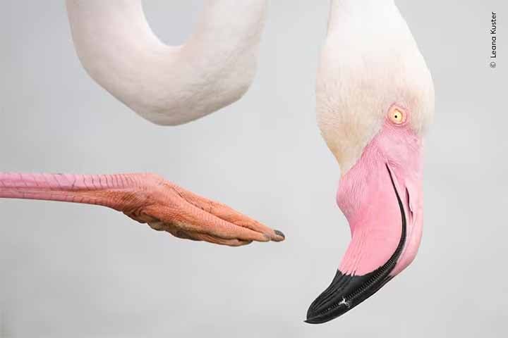 Foto de Leana Kuster - Em uma lagoa no sul da França, um flamingo se mantém sobre apenas uma perna enquanto se coça.


