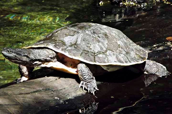 Características e alimentação: Têm casco achatado, pescoço longo e patas com membranas para nadar. São onívoros, consumindo peixes, moluscos, insetos e vegetação aquática.