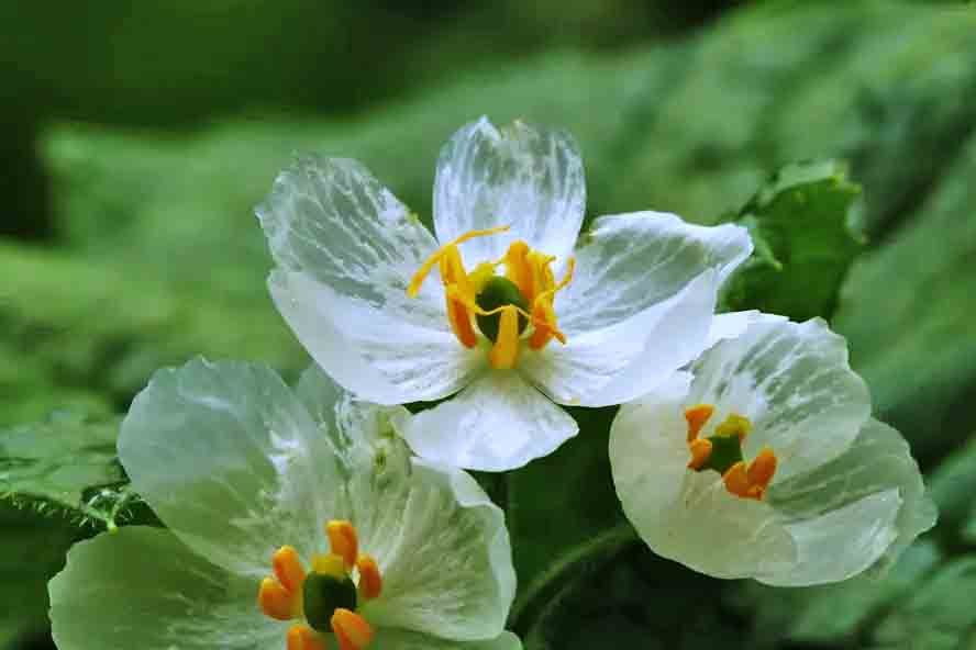 Flor esqueleto (Diphylleia grayi): Essa espécie possui uma característica única e fascinante: suas pétalas se tornam transparentes quando entram em contato com a água.