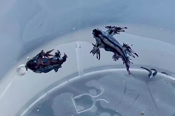 Isso porque os dragões azuis conseguem absorver e potencializar o veneno das águas-vivas.