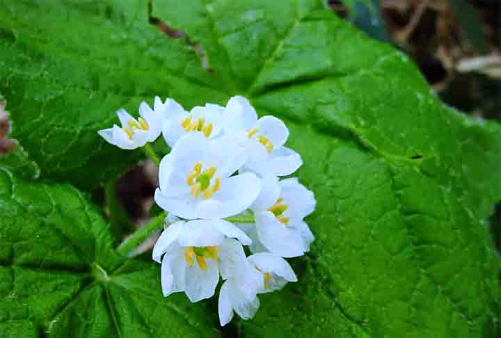 A Flor esqueleto é nativa de regiões montanhosas e florestas úmidas do Japão, China e das Montanhas Apalaches nos Estados Unidos. 