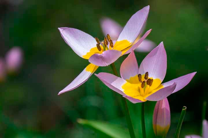Tulipomania moderna: Embora não tão extrema quanto no século 17, a tulipomania ainda existe hoje em dia, com entusiastas e colecionadores de tulipas em todo o mundo buscando variedades raras e únicas.