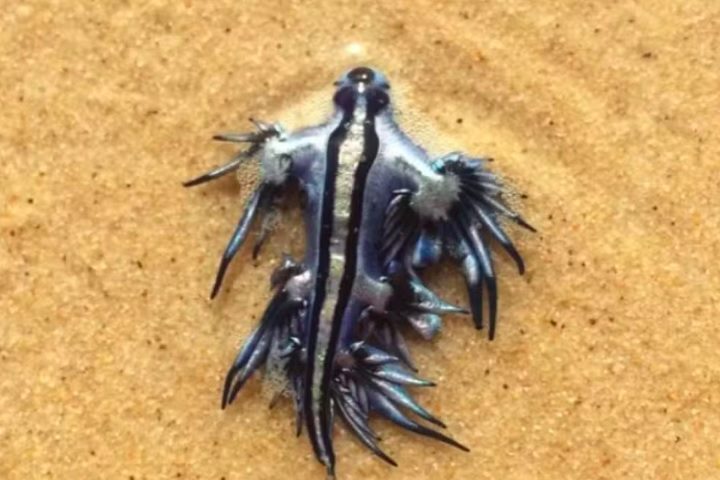 “O contato com esse animal marinho pode ser perigoso e provocar queimaduras doloridas na pele”, explicou a força policial de Guardamar.