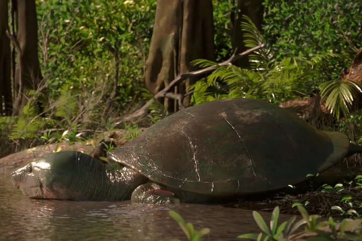 Estudos indicam que esses animais habitavam lagos e grandes rios tropicais, e se alimentavam principalmente de vegetação aquática, frutas e, possivelmente, pequenos animais.