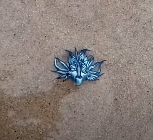 De acordo com o professor Cláudio Sampaio, da Universidade Federal de Alagoas, os animais foram arrastados até a praia pelos ventos.