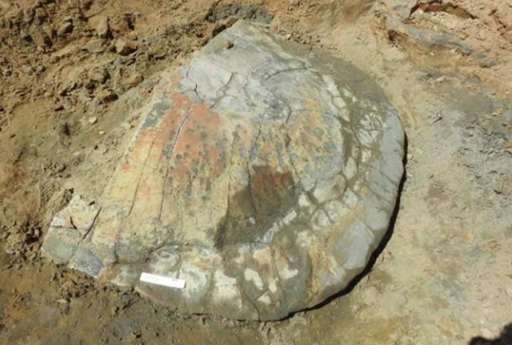 Segundo o coordenador da pesquisa, Carlos D'Apolito Júnior, da Universidade Federal do Acre (Ufac), o exemplar é um dos mais bem preservados já encontrados da espécie