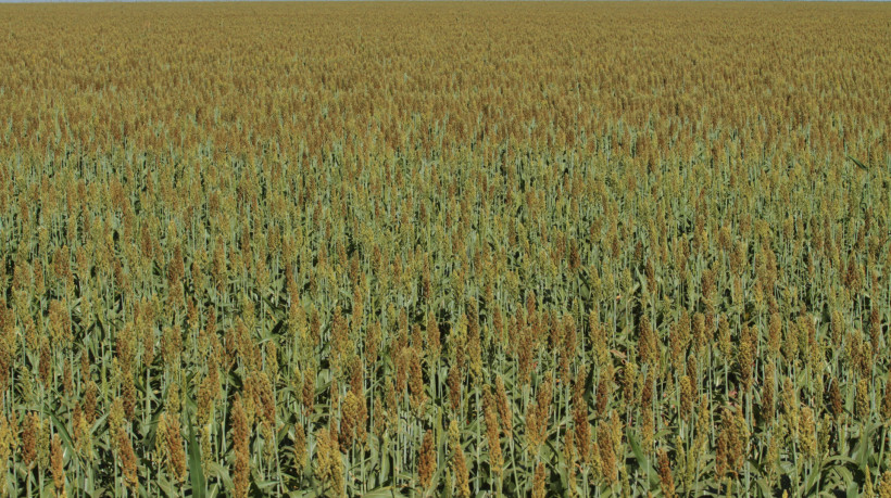 O Brasil espera efetivar o com&eacute;rcio de sorgo com a China ainda neste ano, ap&oacute;s a habilita&ccedil;&atilde;o dos estabelecimentos exportadores do cereal