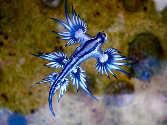 A lesma-do-mar Glaucus atlanticus é um molusco gastrópode marinho pertencente ao grupo dos nudibrânquios.