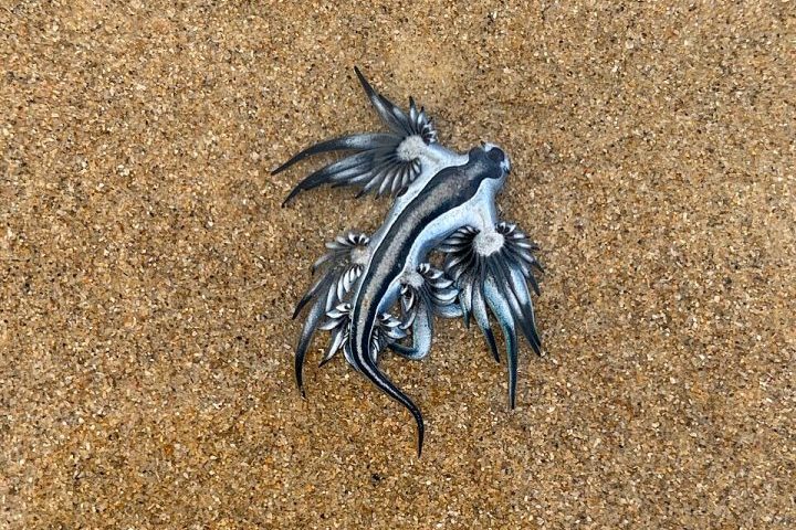 Mais comum no Atlântico e no Pacífico, o surgimento dessa espécie é considerado raro no Mediterrâneo.