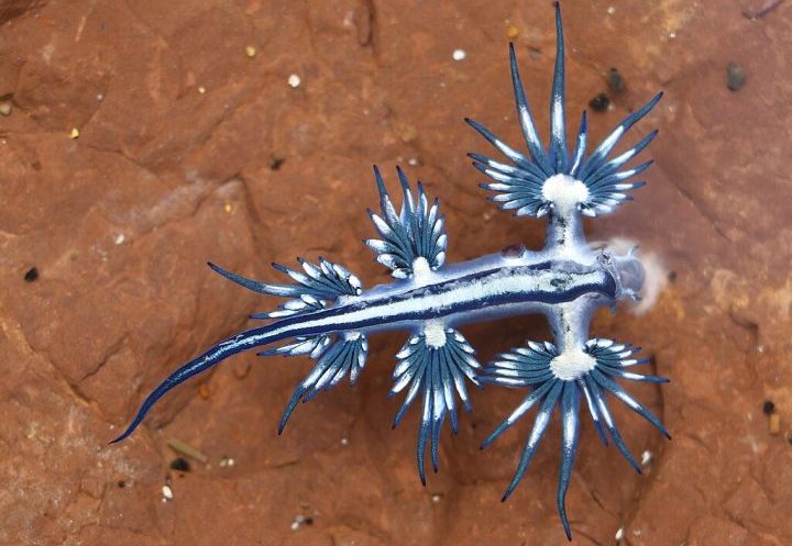 Essa adaptação ajuda na camuflagem, já que sua parte azul se confunde com o mar quando vista de cima, enquanto a prateada se mistura com a claridade do céu quando observada de baixo.