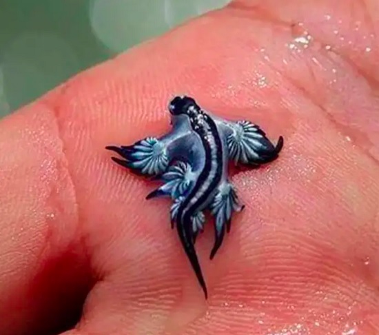 Apesar de medirem apenas 3 cm, essas lesmas, conhecidas como “dragões azuis”, são capazes de paralisar animais com 300 vezes o seu tamanho.