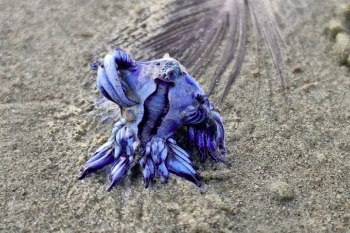 Em entrevista, a pesquisadora Gemany Caetano, que foi quem encontrou o animal, disse que ele costuma viver em mar aberto, afastado da costa, o que torna sua aparição rara.