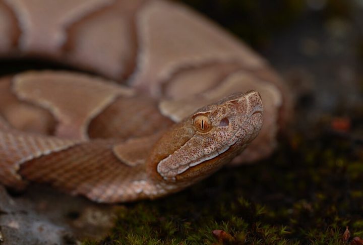 Eu as coloquei em um balde e levei para o porão. Quando meus pais descobriram, minha mãe entrou em pânico, contou ele.