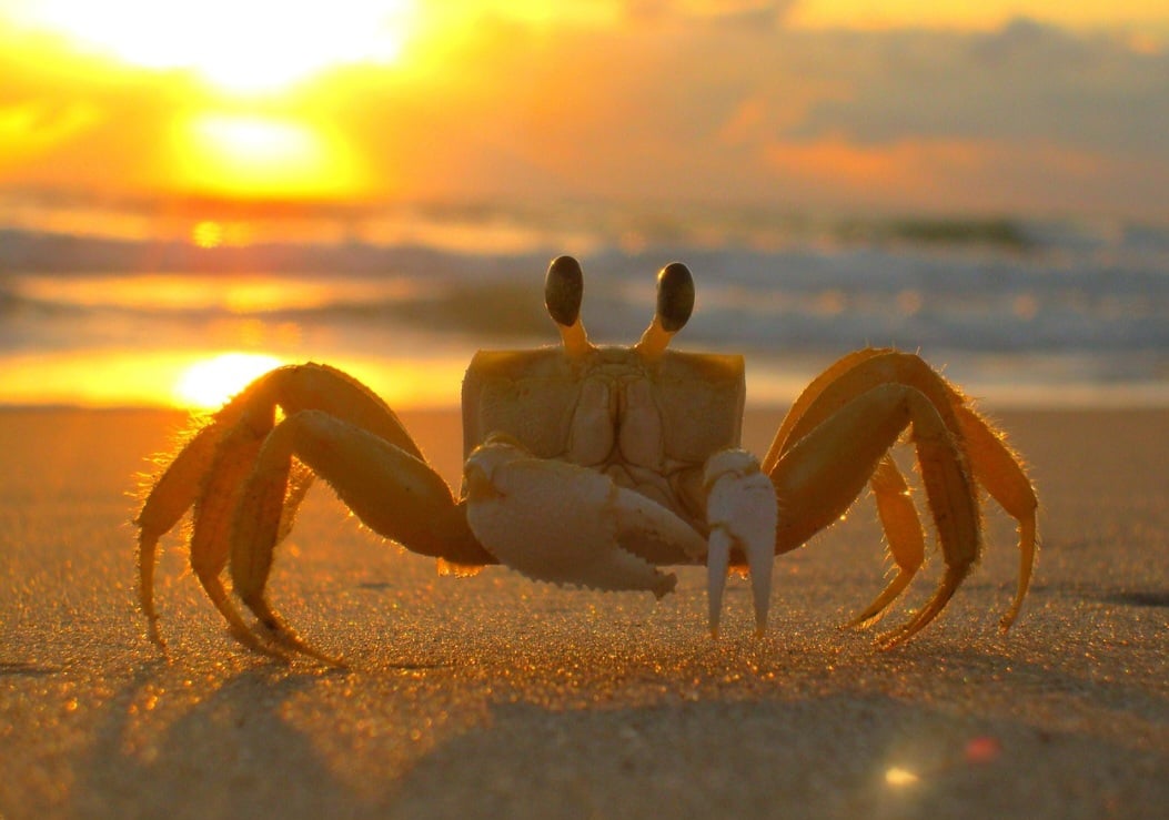 Assim, os siris também desempenham um papel vital nos ecossistemas aquáticos, contribuindo para o equilíbrio e funcionamento dos sistemas. Eles participam da cadeia alimentar, atuam como predadores e presas, e auxiliam na reciclagem de nutrientes. 