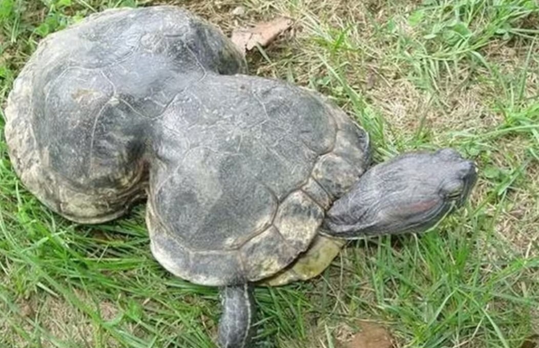 Peanut, a tartaruga com casco deformado por um anel plástico, completou 41 anos e recebeu uma festa simbólica em sua homenagem. Resgatada em 1993, ela se tornou exemplo de sobrevivência e resistência, vivendo sob cuidados humanos.