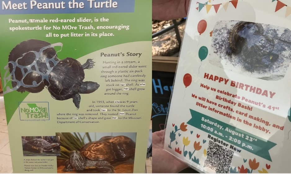 Além da importância ecológica, Peanut representa resiliência e transformação diante da adversidade. Seu casco, antes marca de sofrimento, hoje é símbolo de alerta e inspiração para preservar a vida no planeta.