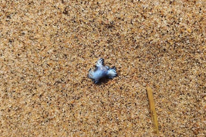 As autoridades alertaram os banhistas para terem cuidado extremo e orientaram que, em caso de queimadura, deve-se lavar a região com água salgada e procurar atendimento médico imediatamente.