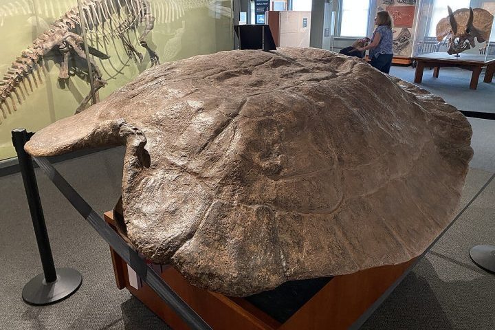 O nome Stupendemys significa tartaruga estupenda, uma clara referência ao seu tamanho colossal.