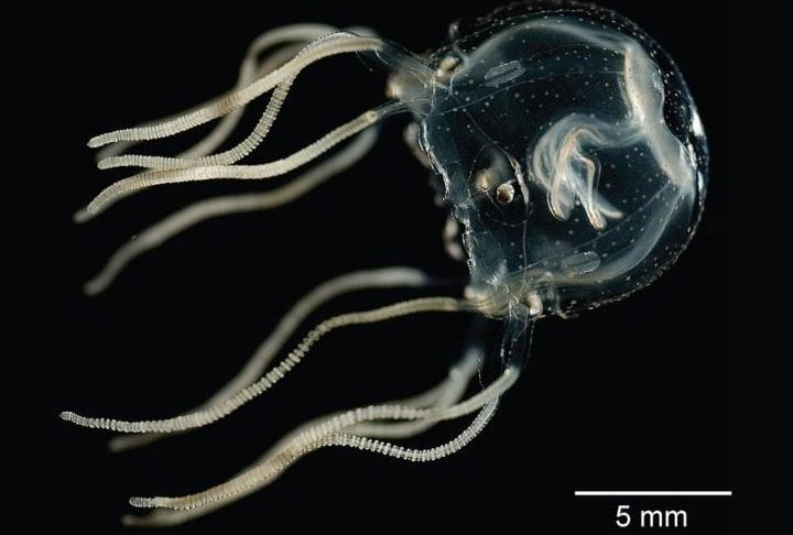 Os olhos maiores têm capacidade de formar imagens, enquanto os menores são sensíveis à luz — uma combinação que contribui para sua navegação precisa em águas costeiras rasas.